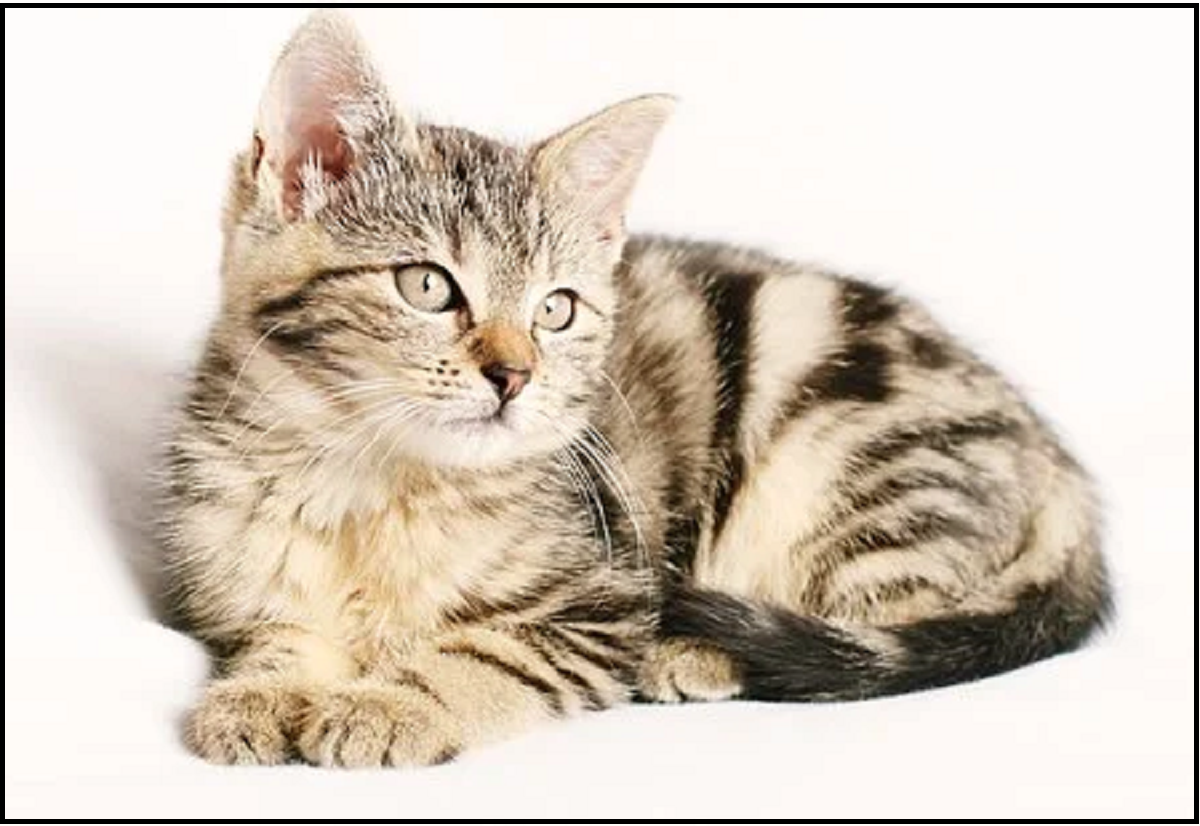 Macavity The mystery Cat