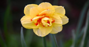 To Daffodils poem in Hindi class 9