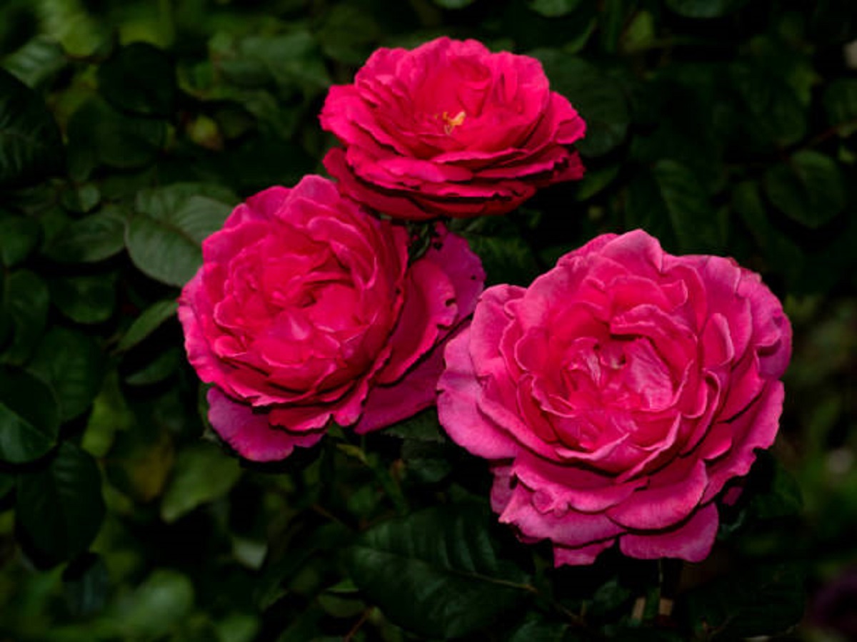 Shape and colors of Princess Kishi roses that blooming